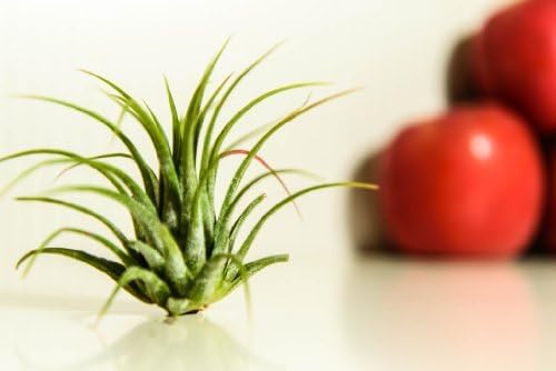 Hinterland Trading Air Plant Tillandsia Bromeliads Great Little Houseplant by Hinterland Trading