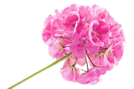 Amazon.com: Rose Geranium (Pelargonium roseum) Pure ...