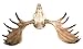 Resin Moose Skull Rustic Wall Head Mount 19 Inch