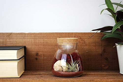 NW Wholesaler – Watch Your Air Plant Change Colors Live Tillandsia Air Plant LED Lighted Terrarium – Multi Color Illuminating Light Illuminates The Air Plant (Red Sand)