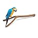 GNB PET 2pcs Bird Perch, Natural Y Shape Wooden Branch for Cage, Bird Parrot Natural Wood Fork Stand Perch Toy Birdcage Stands Pet Bird Toys, 11 Inches
