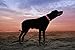 Illumiseen LED Dog Necklace Collar - USB Rechargeable Loop - Available in 6 Colors - Makes Your Dog Visible, Safe & Seen