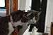 Rogz Reflective Cat Collar with Breakaway Clip and Removable Bell, Fully Adjustable to fit Most Breeds, Orange Bird Design