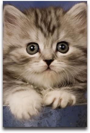 Awesome Cat Wallpaper Customized Home and Office Derco photographic paper Posters 20"x 30"