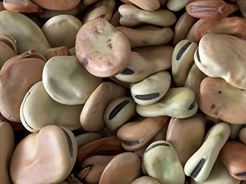 Organic Fava Beans - 2lbs (Hunza)