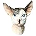 Halloween Costume Cosplay Sphynx Face Masks Hairless Cat Adult Face Mask