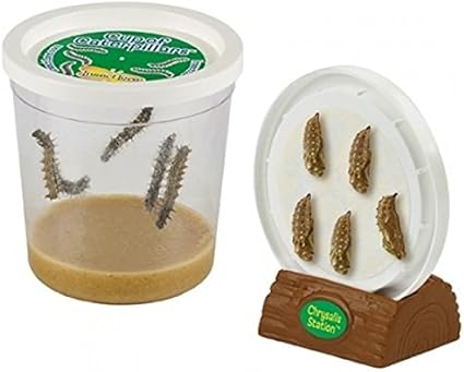 Amazon Com Insect Lore Cup Of Caterpillars With Deluxe Chrysalis Station Live Habitat Kit Refill Toys Games