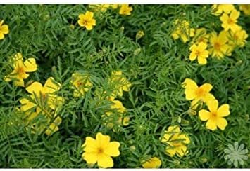 Fash Lady Ringelblume Lemon Edelstein Lemon Duft Gelbe Blume 100 Samen A Groco Amazon De Garten