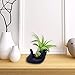 6 Pack Ceramic Air Plant Stand Holder, Hand Shape Tillandsia Airplant Container Pot Tabletop Plant Display Hand Racks for Home Office Decoration Supplies (Red+Black)thumb 3