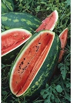 Amazon Co Jp 300クリムゾンスウィートスイカの種18年 バルク 保存 ホーム キッチン