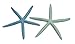 Starfish Decor - Star Fish for Craft - 10pk Real 6-8