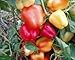 Szegedi Giant Sweet Pepper 10+ Seeds