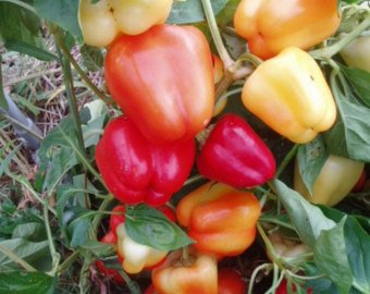 Szegedi Giant Sweet Pepper 10+ Seeds Szegedi Giant Sweet Pepper 10+ Seeds
