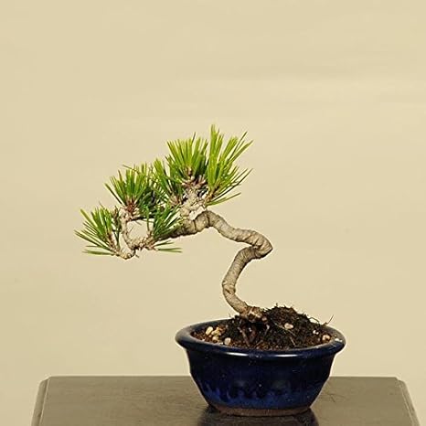 Amazon 盆栽 ミニ黒松 観葉植物 オンライン通販