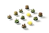 Hahihi Decorative Scented Smokeless Cactus Tealight Candles, Cute Mini Succulent Plants Candles (Perfect for Home Decor/Birthday Gift/Wedding Props/House-Warming Party), Green, 12 pcs