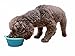 Prima Pet Expandable/ Collapsible Silicone Food & Water Travel Bowl with Clip for Small & Medium Dog and Cat, Size: 1.5 Cups (5.1 Inch Diameter Bowl) (AQUA)