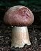 Wine Cap Mushroom (Stropharia rugosoannulata) Mycelium Spawn Dried Seeds (10g)