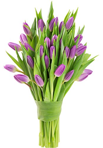 Farm2Door: 30 Purple Tulips Fresh from Holland - Farm Direct Wholesale Fresh Flowers