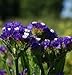 Flower Statice Midnight Blue D1917A (Multi Color) 50 Open Pollinated Seeds by David's Garden Seeds