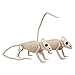 SCS Direct Halloween Lizard Skeletons Set of 2-15
