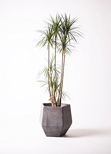 Amazon Co Jp Hitohana ひとはな ドラセナコンシンネ10号 ファイバークレイgray ホーム キッチン