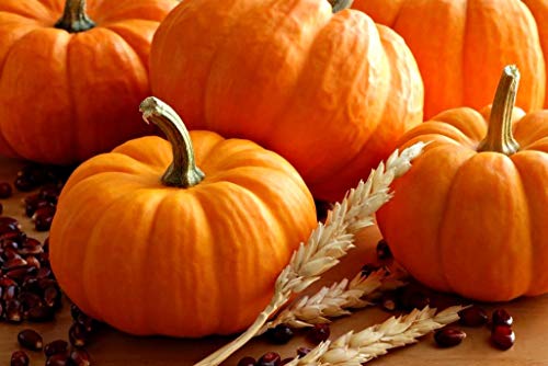 Giant Titan Pumpkin Seeds up to 20 Seeds