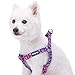 Blueberry Pet Step-in Spring Scent Inspired Rose Print Irish Blue Dog Harness, Chest Girth 20