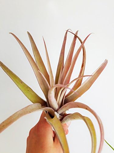 Air Plant 'Capitata Peach' / Giant Tillandsia Air Plant / Wholesale Air Plants