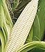 Silver Queen Sweet Corn - 300 Seeds - VALUE PACK!