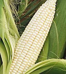 Silver Queen Sweet Corn - 300 Seeds - VALUE PACK!