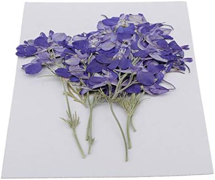 花材 スポーツ アウトドア ドラッグストア 乾燥花 6個 100 品質保証 ドライ花材 素材 正規品送料無料 食品 飲料 お酒 全2カラー 押し花パーツ 押し花 Chiwanji 激安超特価 新作製品 世界最高品質人気 ドライフラワー 新品絶対一番安い の 花 観葉植物 フラワーギフト