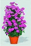 Dichondra Fresh 100pcs Climbing Geranium Flower