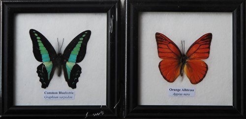 BLUEBOTTLE ALBATROSS BUTTERFLY DISPLAY TAXIDERMY