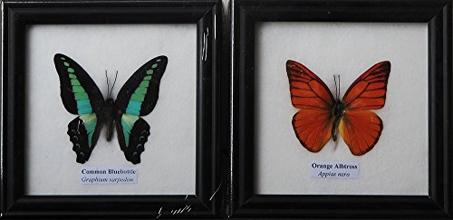 REAL BLUEBOTTLE AND ORANGE ALBATROSS BUTTERFLY DISPLAY INSECT TAXIDERMY IN FRAMED