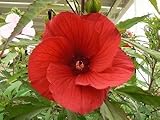 10 LUNA RED HARDY HIBISCUS Hibiscus Moscheutos Balhibred Flower Seeds