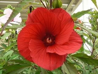 10 LUNA RED HARDY HIBISCUS Hibiscus Moscheutos Balhibred Flower Seeds 10 LUNA RED HARDY HIBISCUS Hibiscus Moscheutos Balhibred Flower Seeds