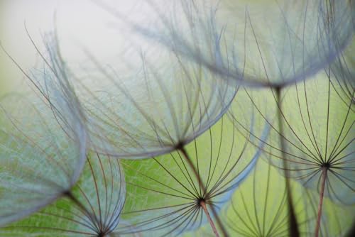 A.S. Creation Wallpaper Dendelions 3,75 m x 2,50 m - WALLLOVE Wallpaper Dandelions Green, Grey incl. Glue - DD129569