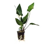 SubstrateSource Anubias hastifolia 