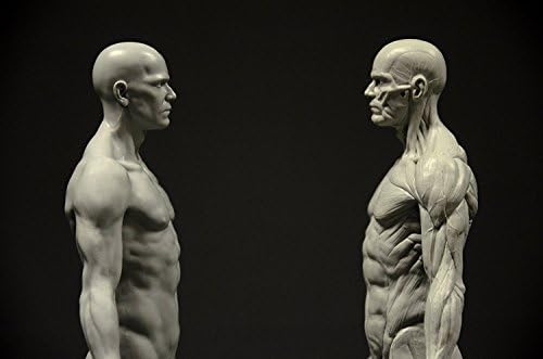 Male Anatomy Figure 11 Inch Anatomical Reference For Artists Grey Amazon Com Au Toys Games