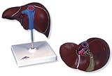 3B Scientific Liver with Gall Bladder