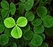 (HPSH)~~"SHAMROCK"~Seed!!!!~~~~~~~~Lucky Irish Ground Cover!