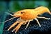 Aquatic Arts 1 Juvenile Neon Red Crayfish | Live Freshwater Aquarium Lobster/Crawfish/Crawdad/Real Living Fish Tank Pet