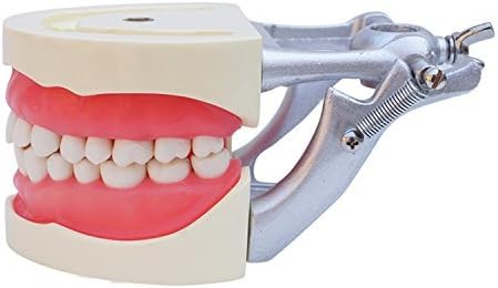 Xaer Model Dental Universal Plate 200H Type Removable Model Teeth