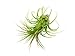 6 Lowlight Air Plant Pack - Live Low-Light Plants | Indoor Tropical Tillandsia Houseplant Kit | Natural Low Light Decorations by Plants for Pets
