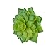MagiDeal Artificial Succulent Real Touch Alocasia Flower Foliage Plant Decor Green