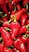 Fresh Red Fresno Chile Peppers 2 Lbs.