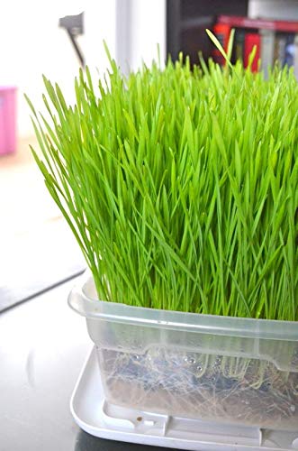 Creative Farmer Vegetable Seeds Large Potted Grass (Wheat Cat Grass) Seeds - Wheatgrass Microgreens Seeds Home Garden Seeds