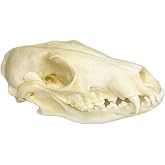 1pc Real Fox Skull Specimen, Authentic Animal Bone Collectibles, Cleaned Skeleton for Biology Education and Gothic Home Decor, Science Classroom Osteology Study Model