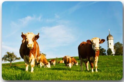 Fashion Machine-washable Indoor/Outdoor Doormat -- Milk Cow Pasture Meadow Grassland in the Dark Custom Door Mat/Gate Pad 23.6"(L) x 15.7"(W)