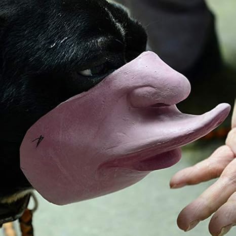 Maske Entenschnabel Flach Mund Zeigen Haustier Hund Bulldog Vibrato Lustige Lustige Hund Maske Latex Simulation Mund Maske Amazon De Kuche Haushalt
